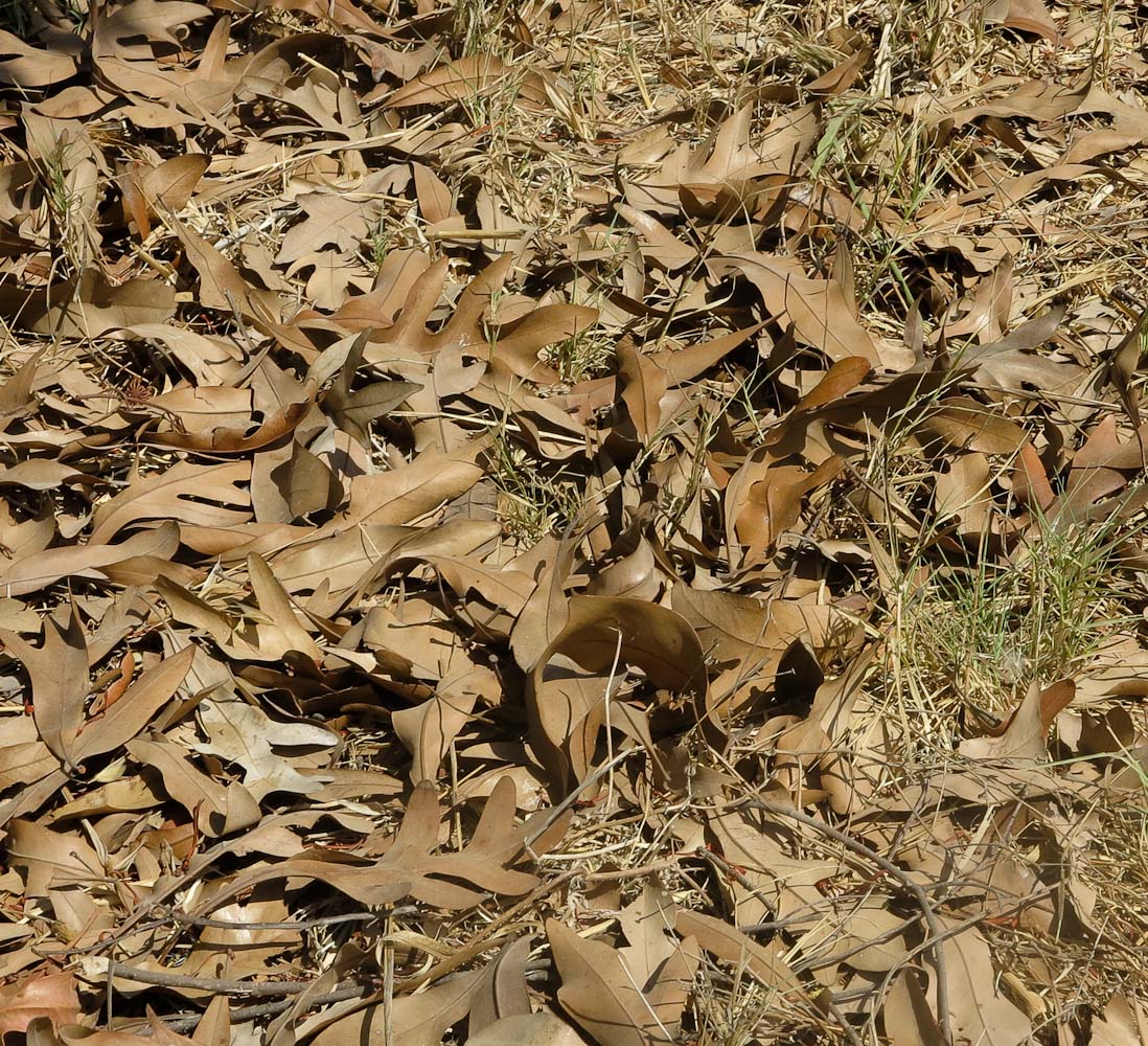 Image of Stenocarpus sinuatus specimen.