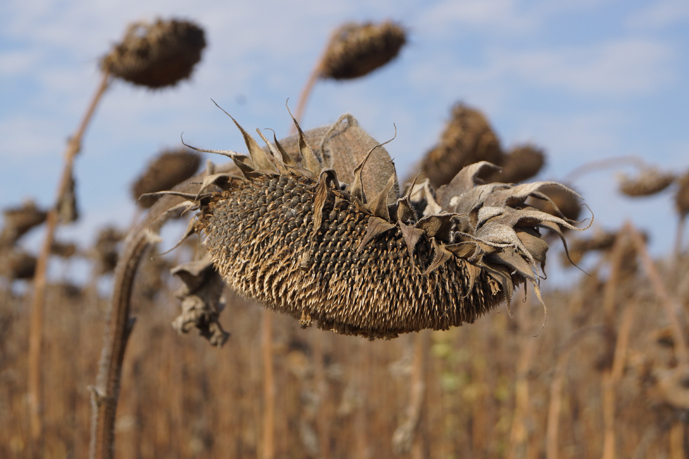 Image of Helianthus annuus specimen.