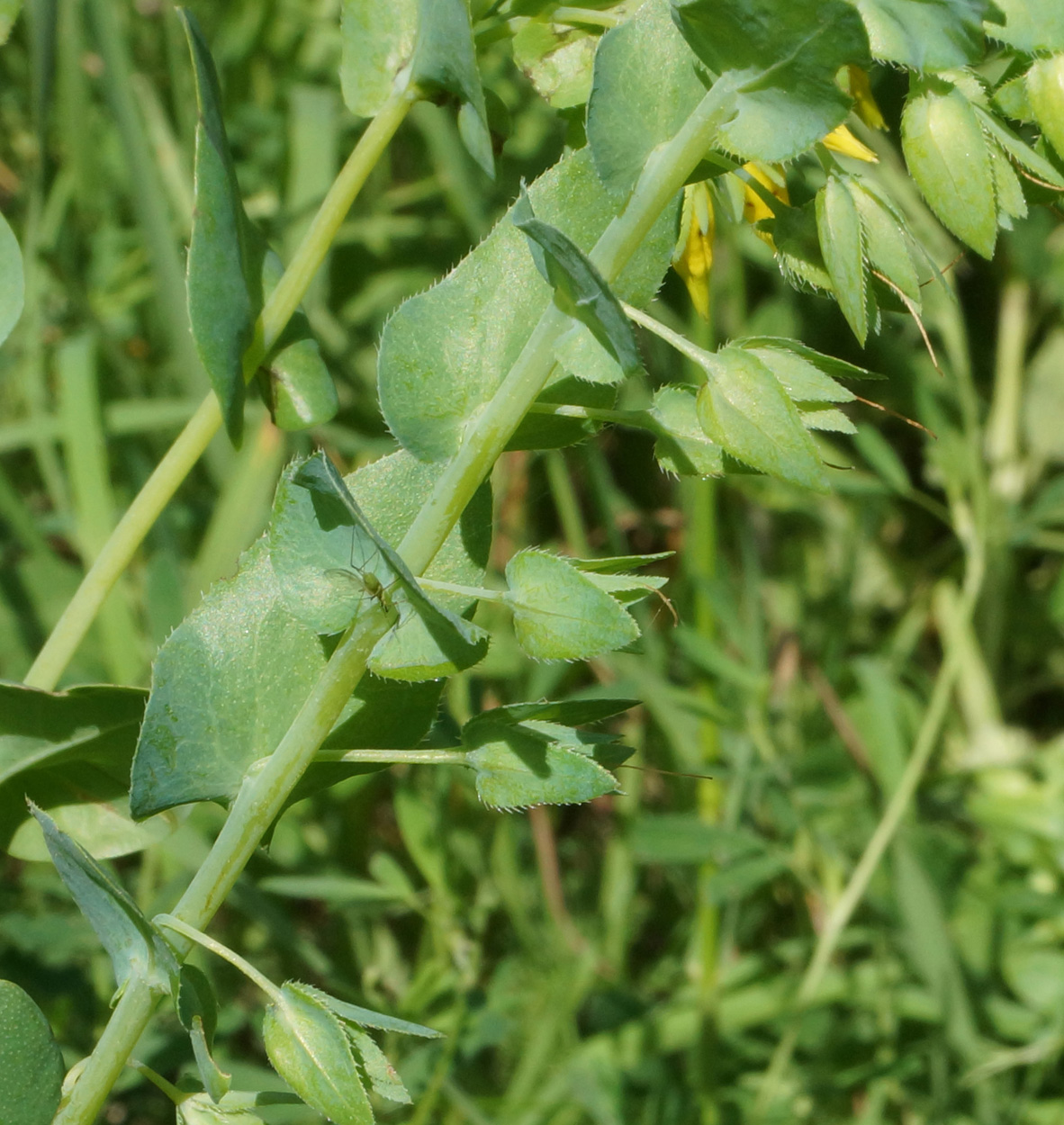 Image of Cerinthe minor specimen.