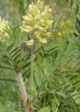 Oxytropis pilosa. Соцветие и листья. Восточный Казахстан, г. Усть-Каменогорск, восточные окр., Лесхоз, сопки. 28.05.2015.