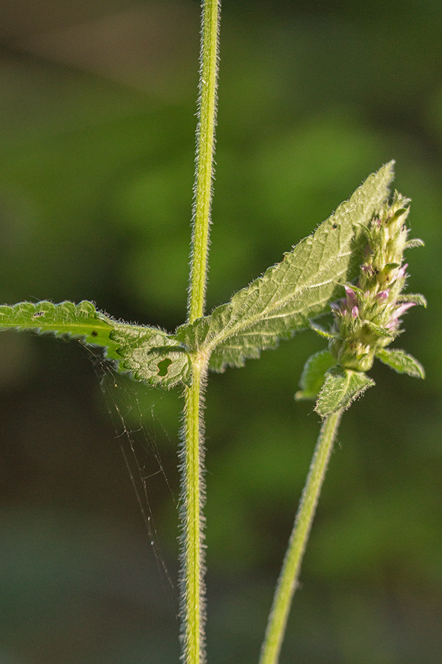 Изображение особи Betonica officinalis.