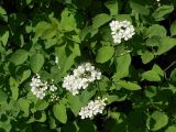 Spiraea chamaedryfolia. Побеги с соцветиями. Санкт-Петербург. 29.05.2009.