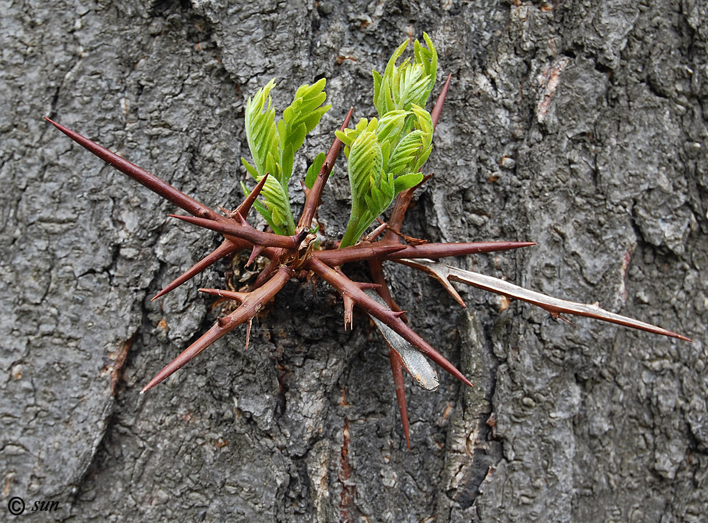 Изображение особи Gleditsia triacanthos.