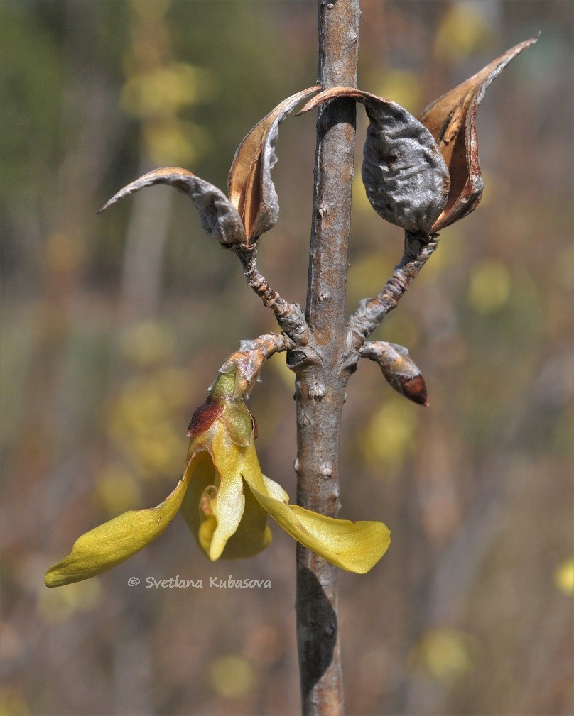 Изображение особи род Forsythia.