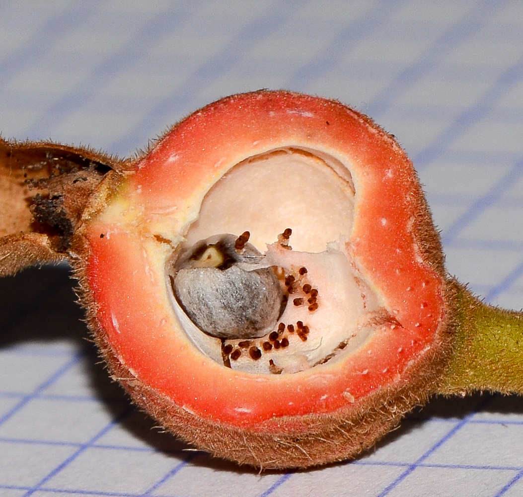 Image of Alpinia zerumbet specimen.