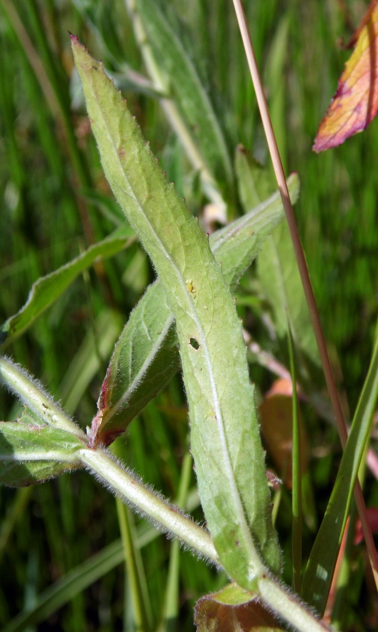 Image of Epilobium hirsutum specimen.