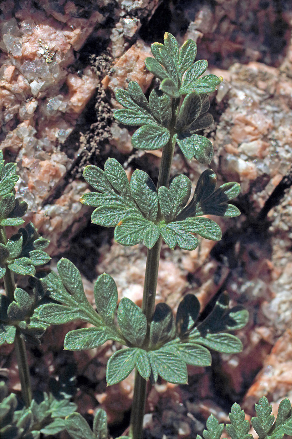 Image of Seseli calycinum specimen.