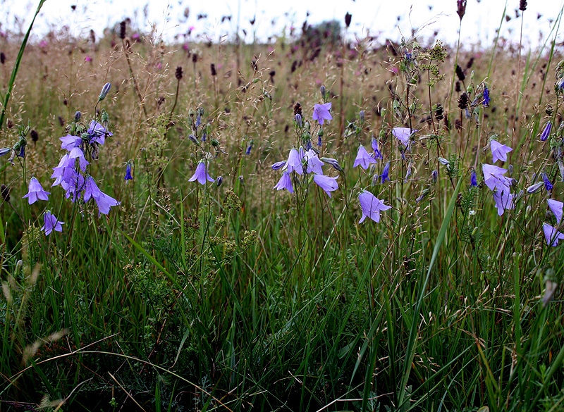 Image of Campanula rotundifolia specimen.