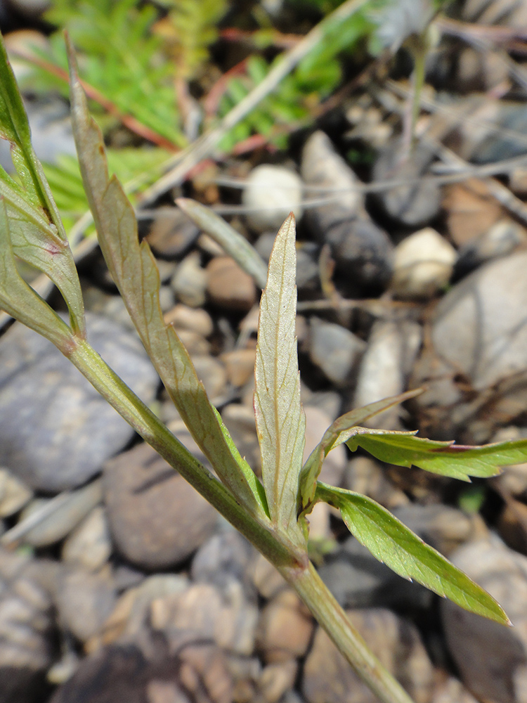 Image of Cicuta virosa specimen.