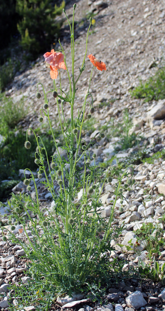 Image of Papaver fugax specimen.