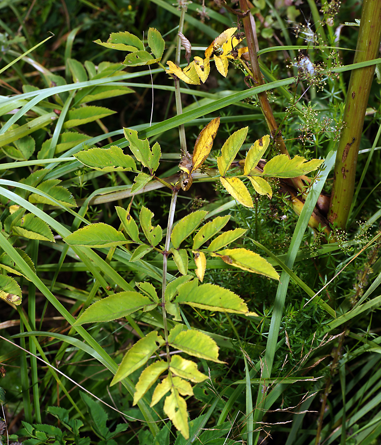 Image of Angelica sylvestris specimen.