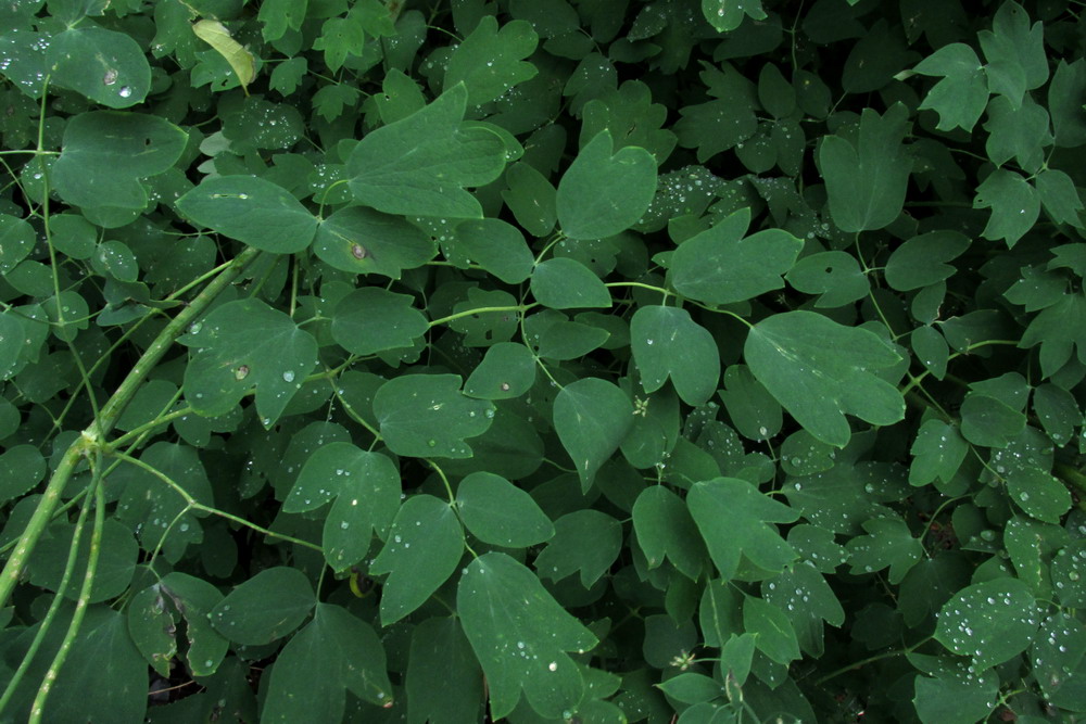 Image of Thalictrum pavlovii specimen.