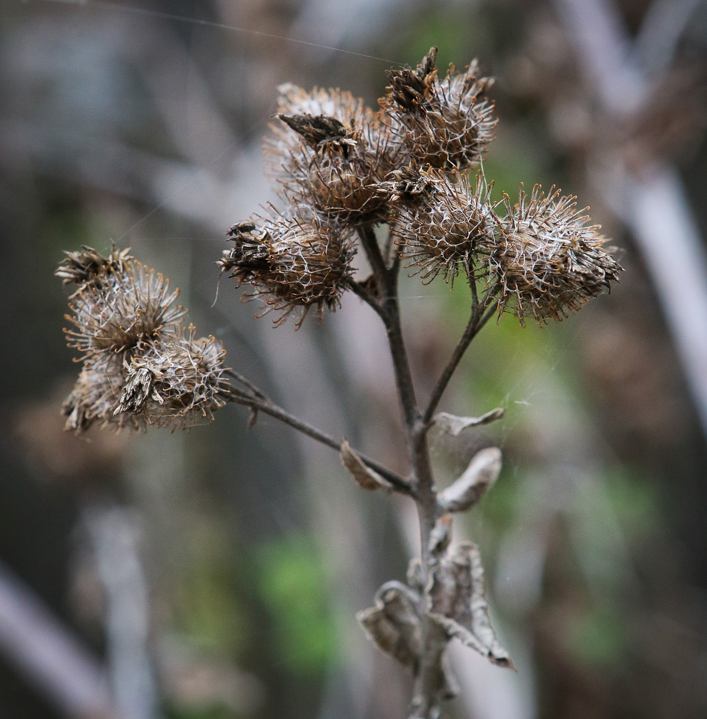 Изображение особи Arctium tomentosum.