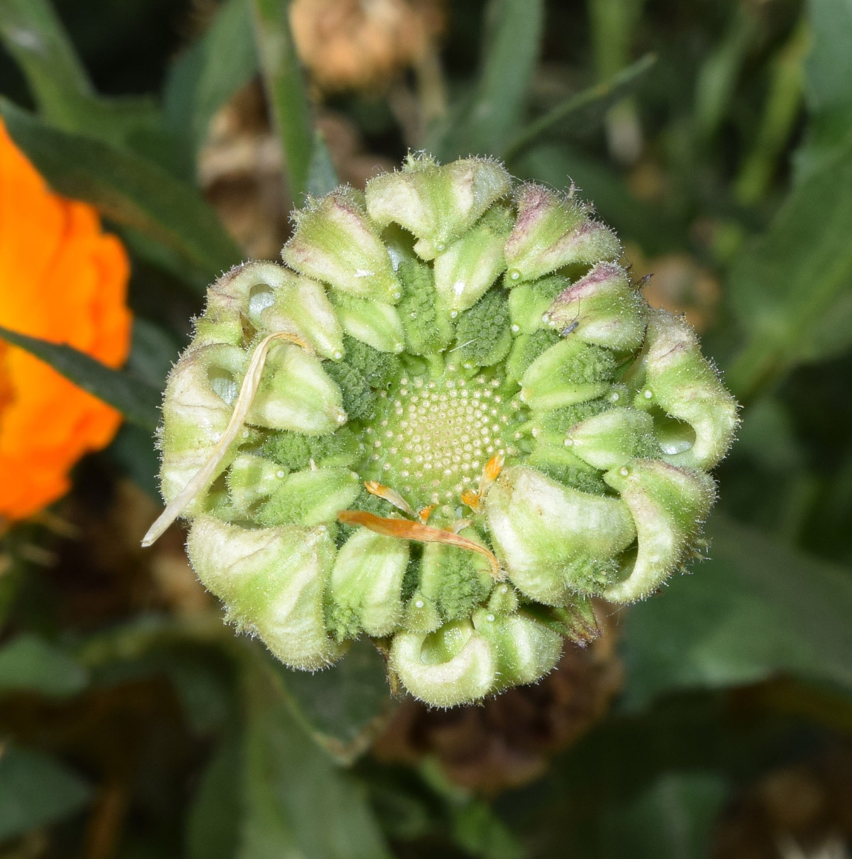 Image of Calendula officinalis specimen.