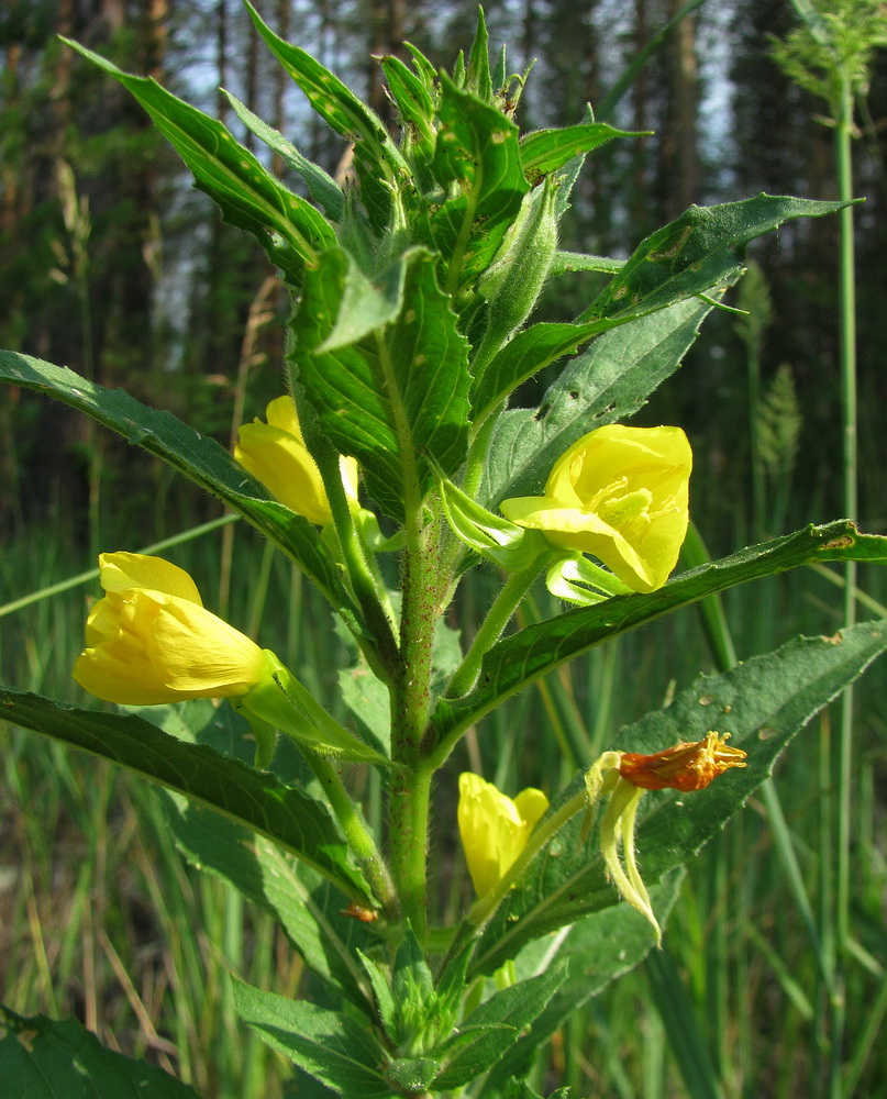 Image of Oenothera rubricaulis specimen.