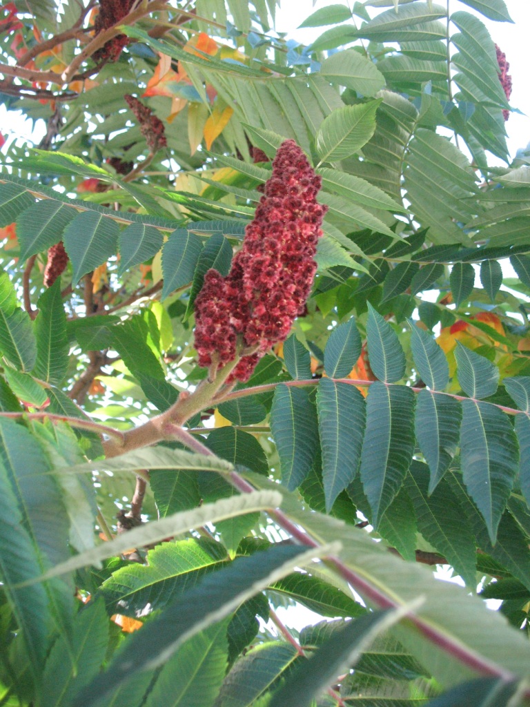 Image of genus Rhus specimen.