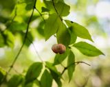 Euonymus verrucosus