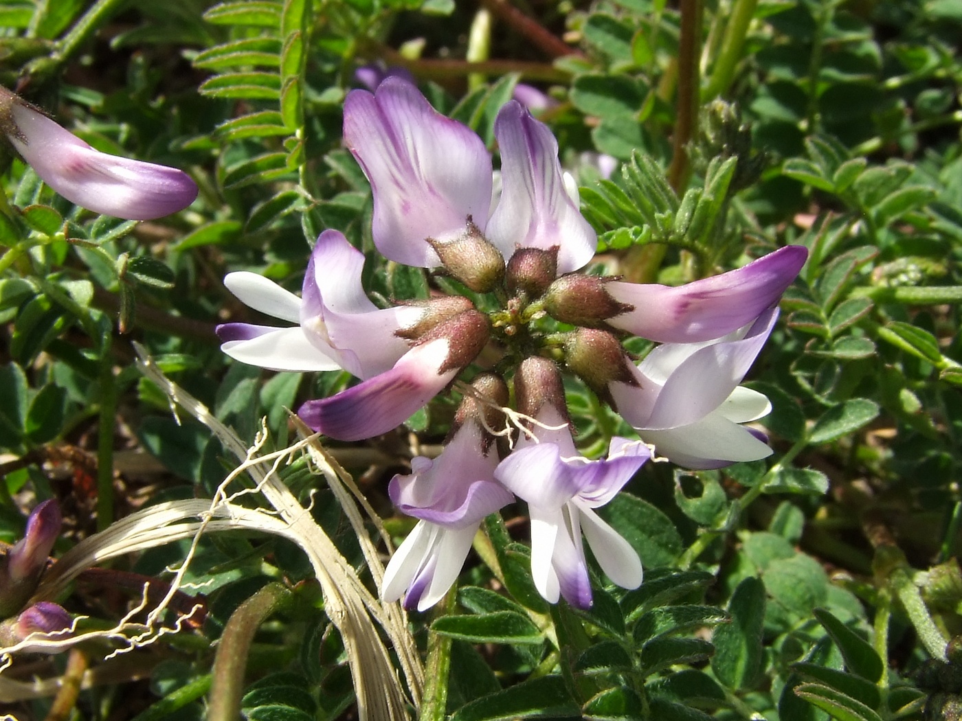 Image of Astragalus alpinus specimen.