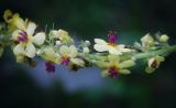 Verbascum nigrum. Часть соцветия. Пермский край, г. Пермь, Кировский р-н, тенистая опушка в березовом колке. 24.06.2016.