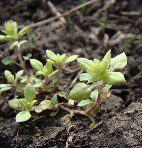 Изображение особи Stellaria neglecta.