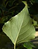 Populus nigra. Лист с обратной стороны. Испания, Кастилия и Леон, г. Саламанка, берег р. Тормес. Октябрь.