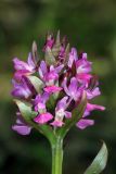 Dactylorhiza подвид georgica