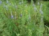 Veronica longifolia