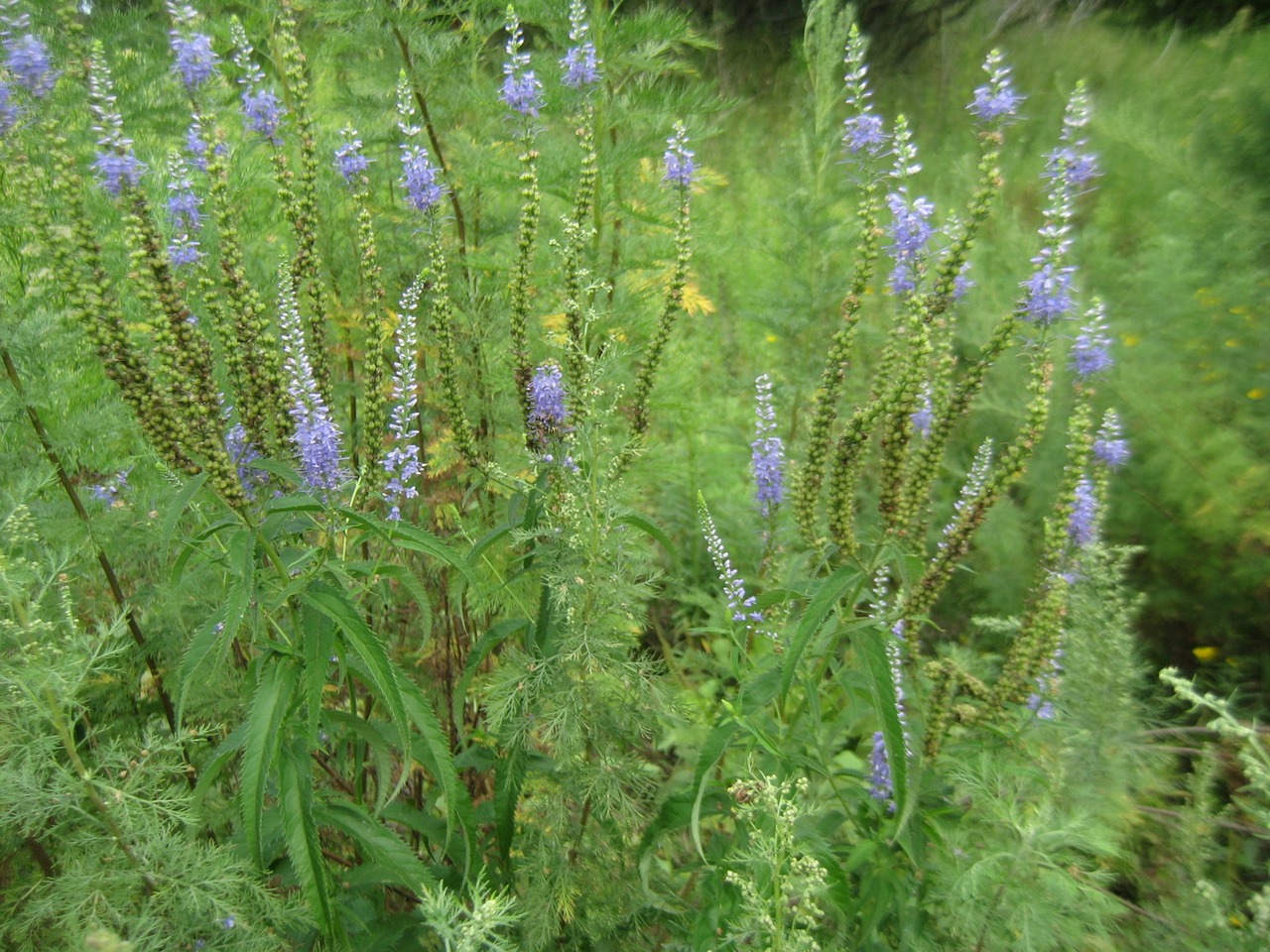 Image of Veronica longifolia specimen.