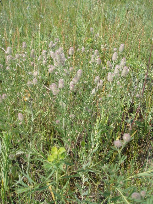 Image of Trifolium arvense specimen.