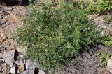 Astragalus schelichowii
