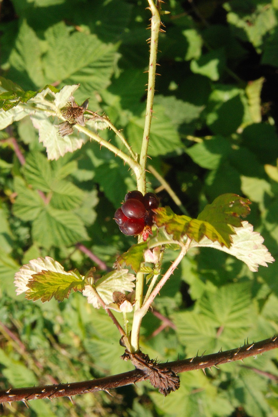 Изображение особи Rubus &times; idaeoides.