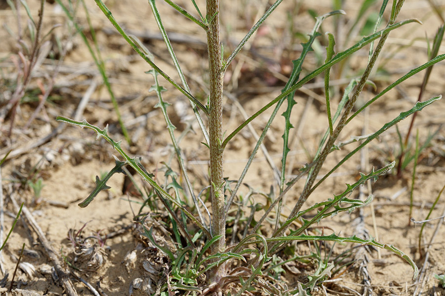 Image of Erysimum leucanthemum specimen.