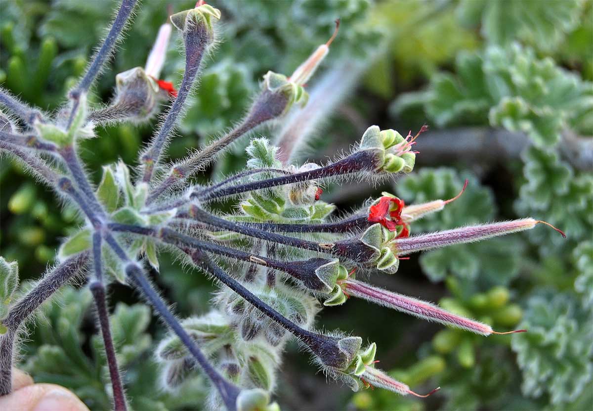 Изображение особи Pelargonium fulgidum.