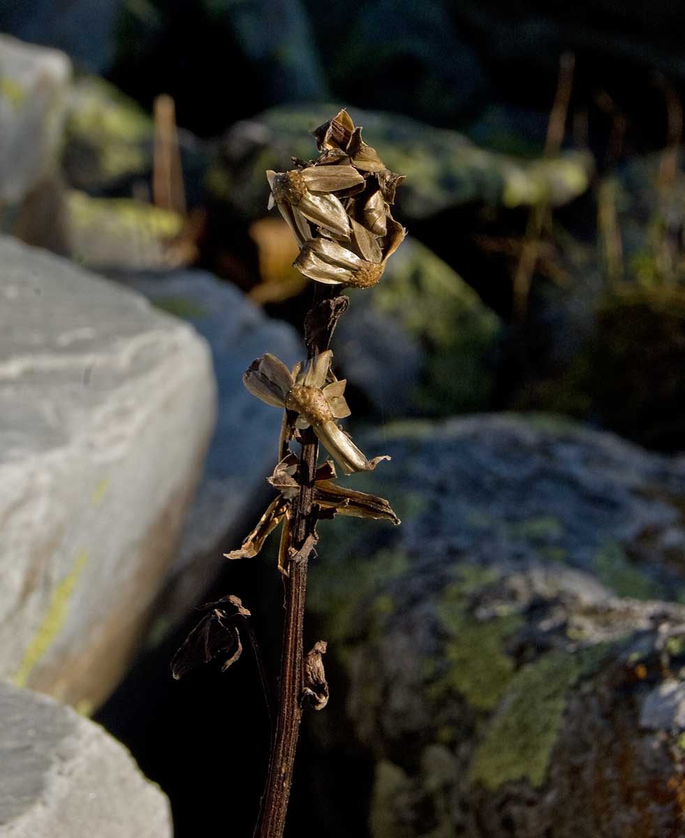 Изображение особи Ligularia sibirica.