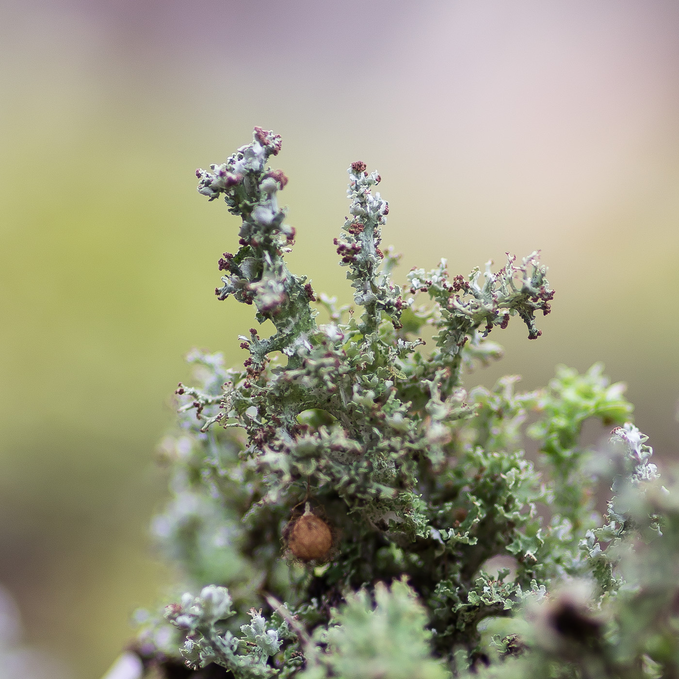 Image of Cladonia furcata specimen.