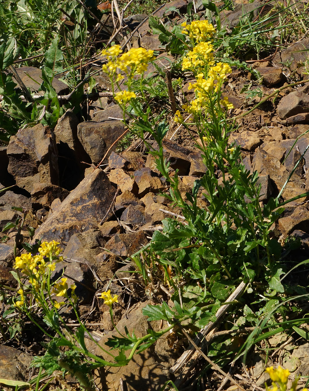 Изображение особи Barbarea vulgaris.