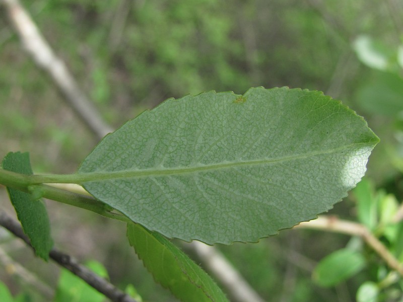 Image of Salix triandra var. glaucophylla specimen.