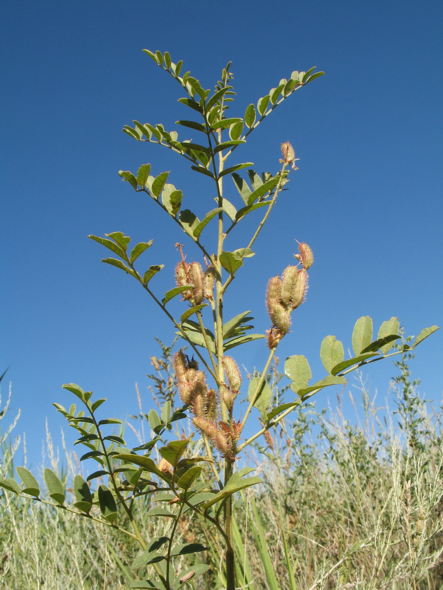 Изображение особи Glycyrrhiza nadezhinae.