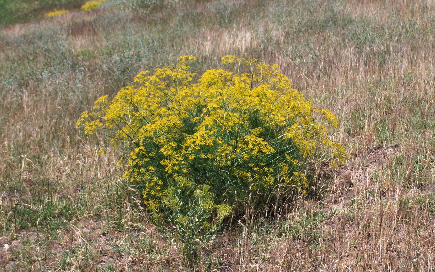 Image of Prangos ornata specimen.