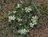 Ferulopsis hystrix. Цветущее растение. Монголия, аймак Уверхангай, долина р. Орхон, ≈ 1500 м н.у.м., горная степь. 03.06.2017.