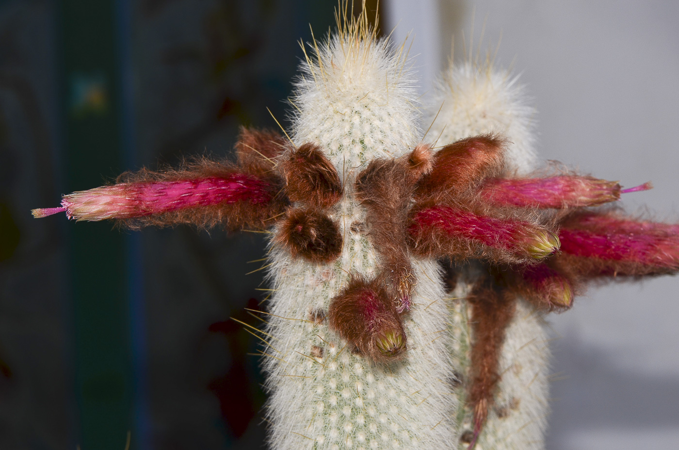 Image of Cleistocactus straussii specimen.