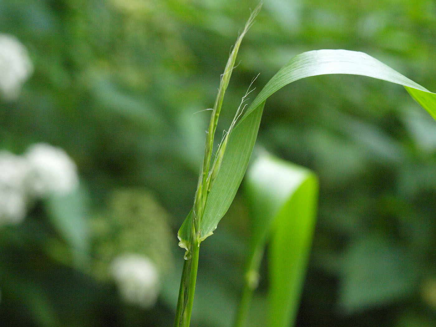 Image of Festuca gigantea specimen.