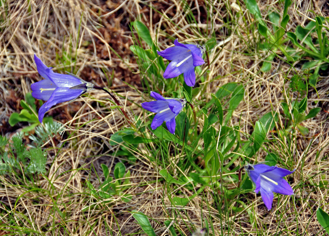 Image of Campanula biebersteiniana specimen.