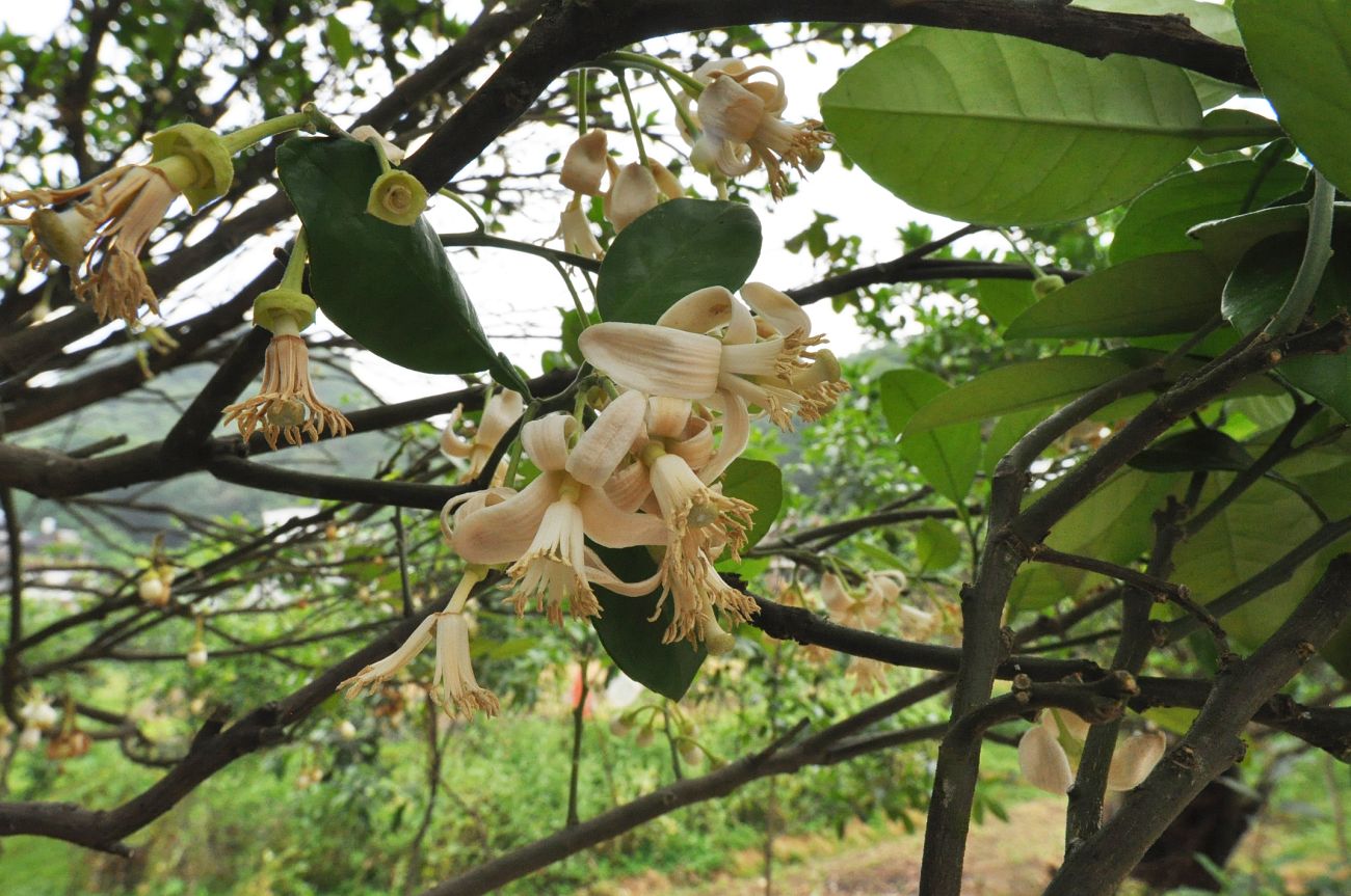 Image of genus Citrus specimen.