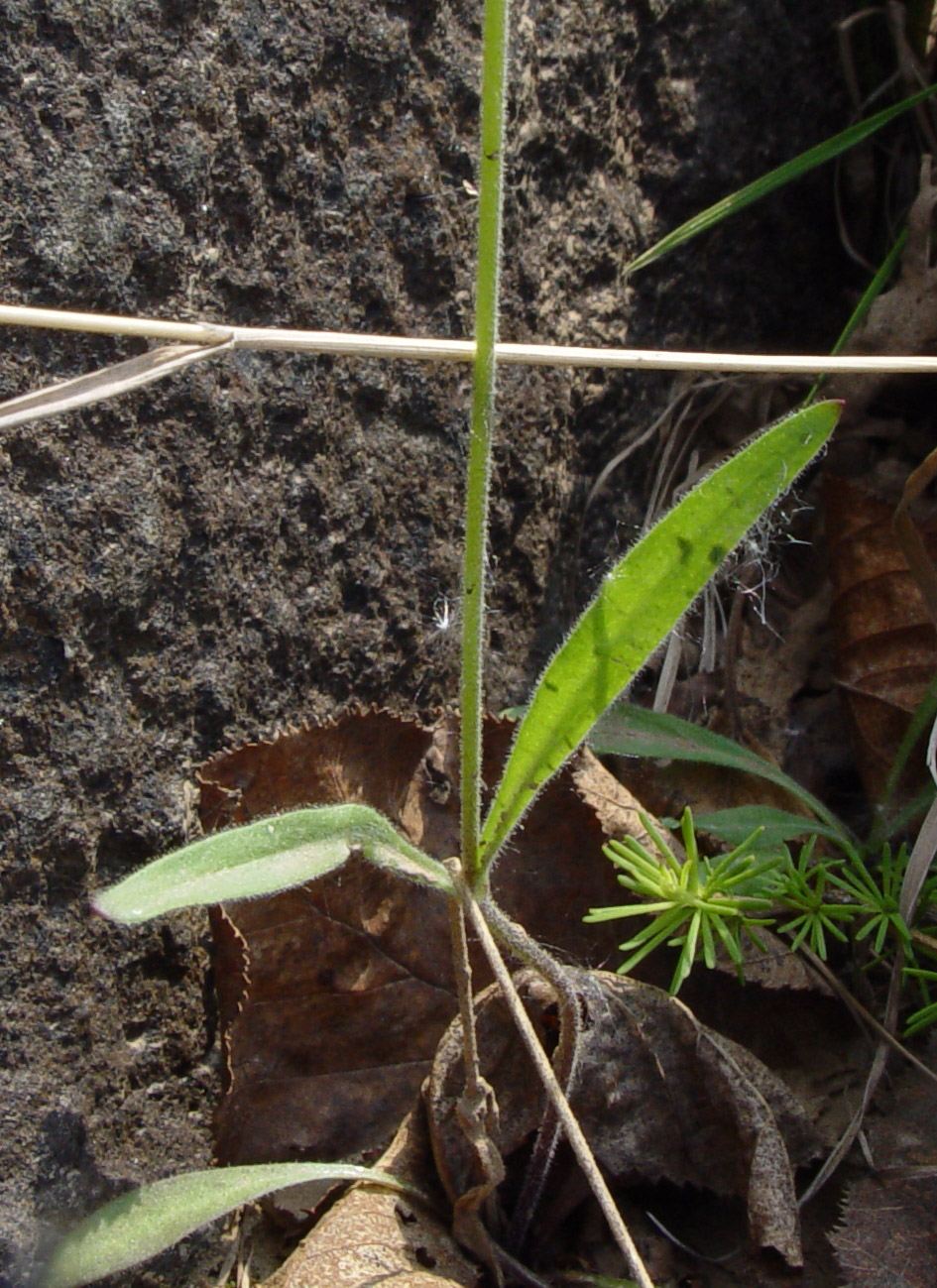 Image of Gastrolychnis pauciflora specimen.