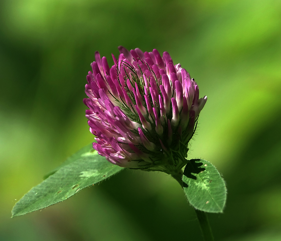 Image of Trifolium pratense specimen.