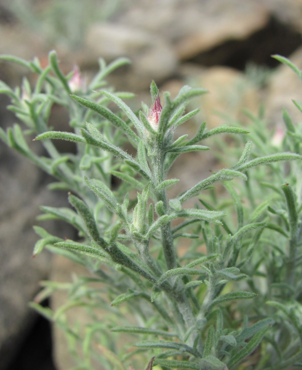 Изображение особи Centaurea caspia.