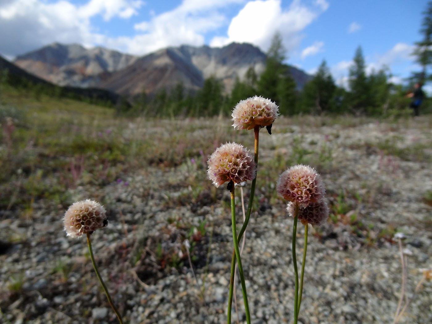 Image of Armeria scabra specimen.