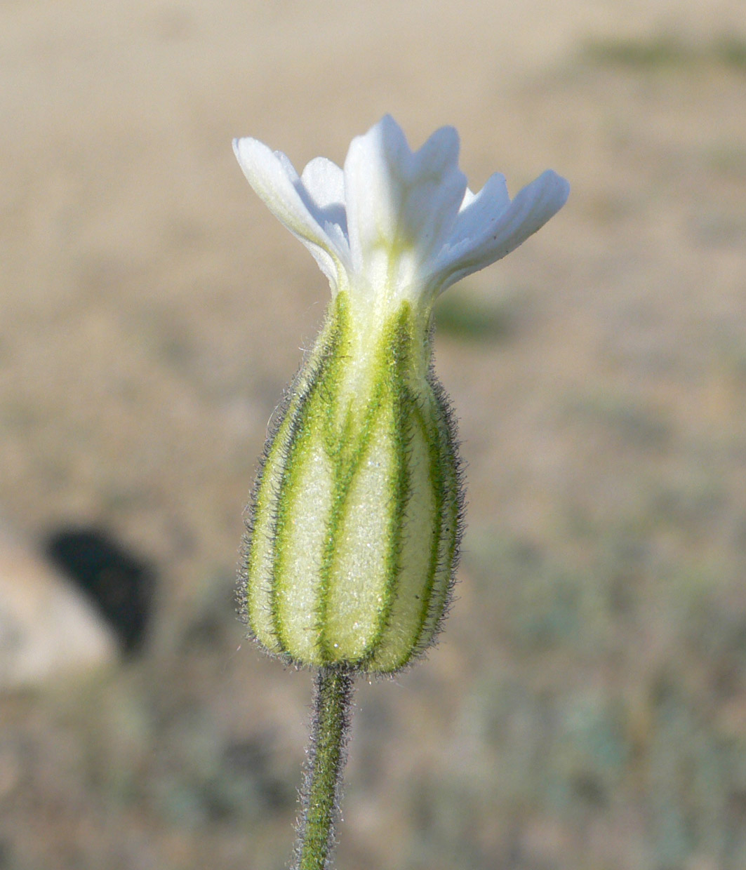 Изображение особи Gastrolychnis furcata.