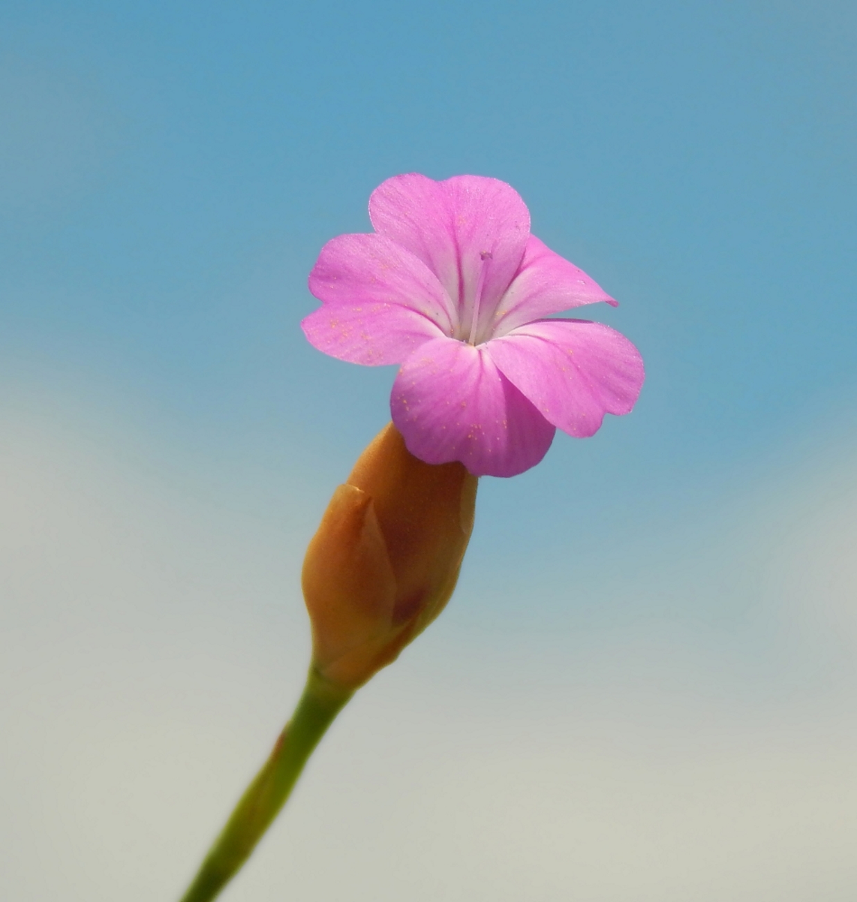 Изображение особи Petrorhagia dubia.